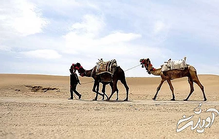  حیوانات کویر ورزنه, کویر ورزنه, سفر به کویر ورزنه در تابستان